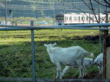 電車で整体 電車で整体